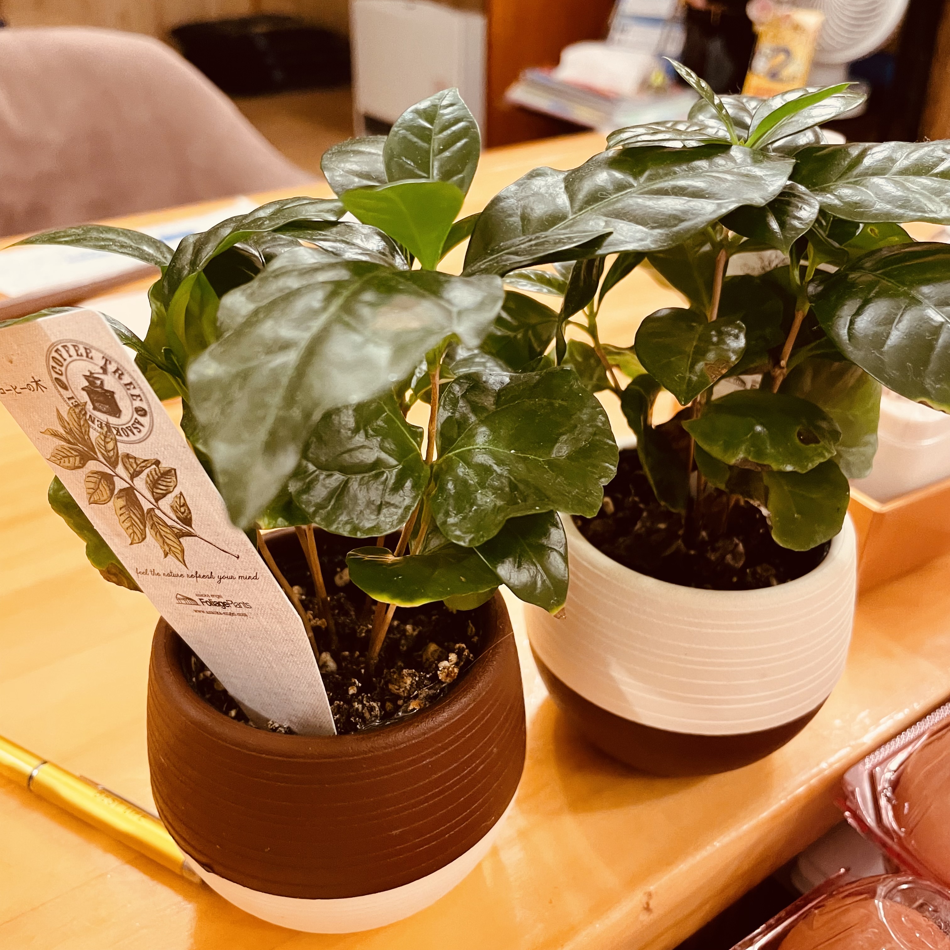 랑쿠jp 음식점-陽風・居座家屋 はるき의 대표이미지