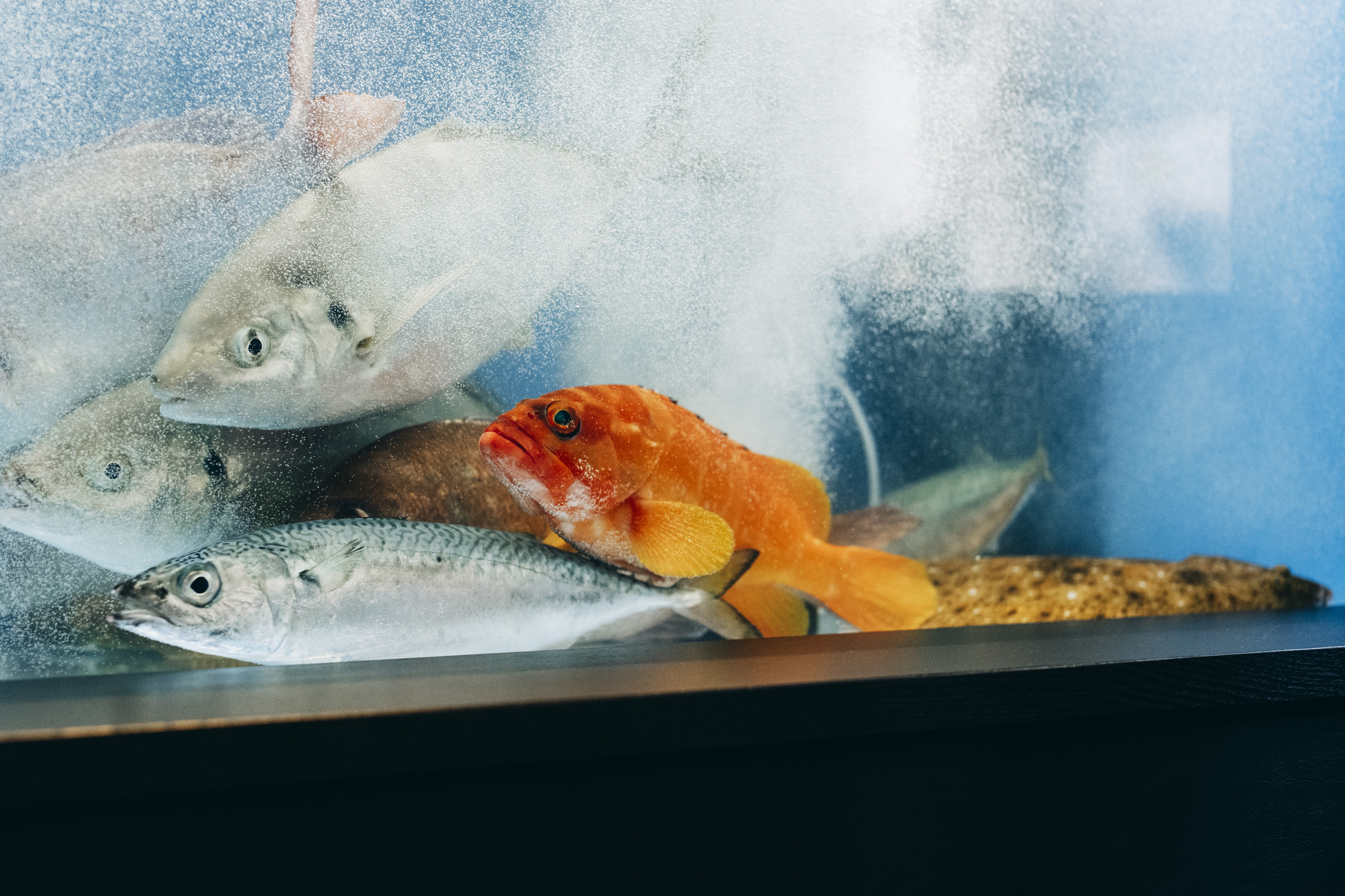 魚匠うおたらし 熊本下通り店의 대표사진