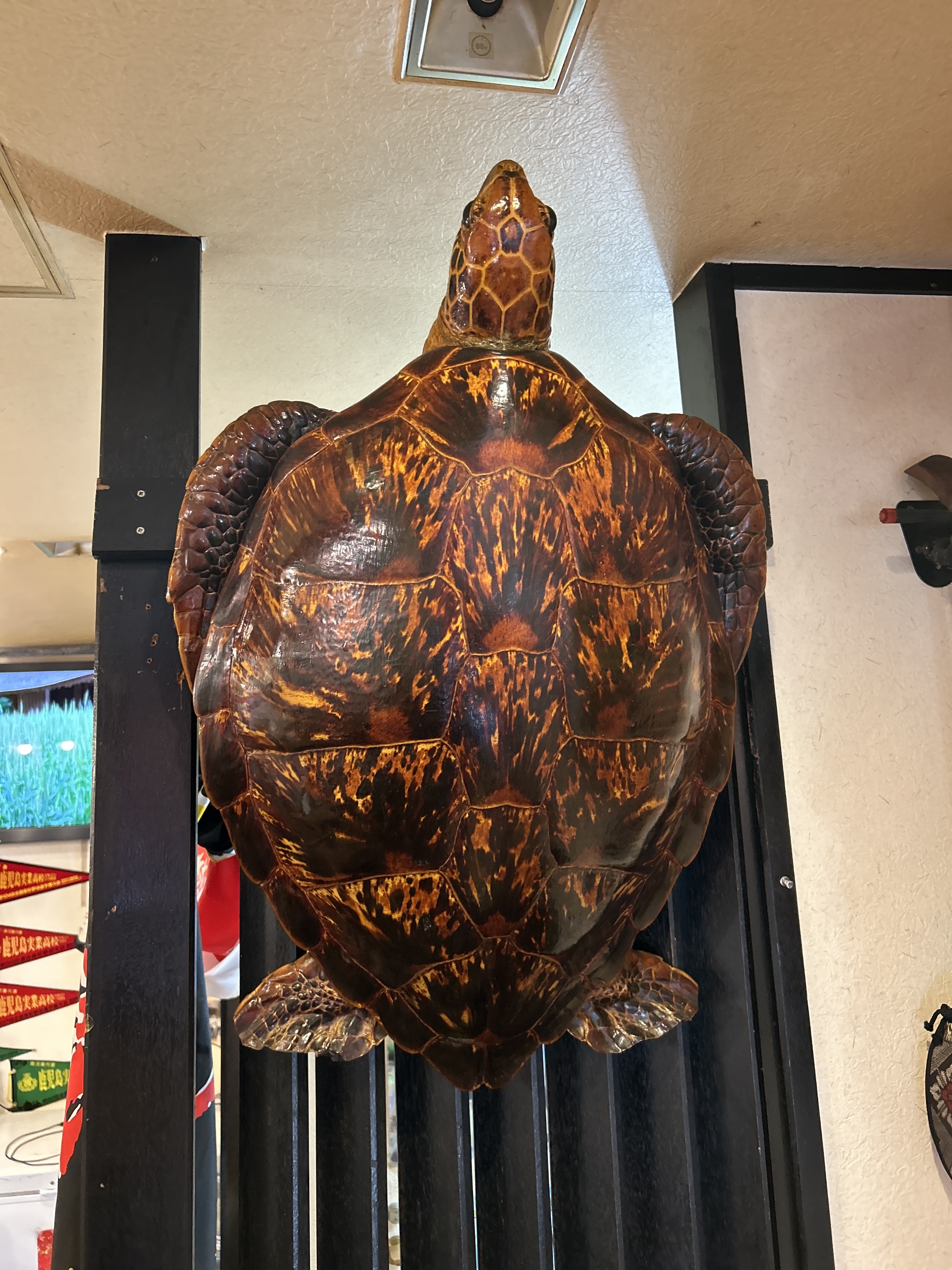 랑쿠jp 음식점-おいどんのよか豚의 대표이미지