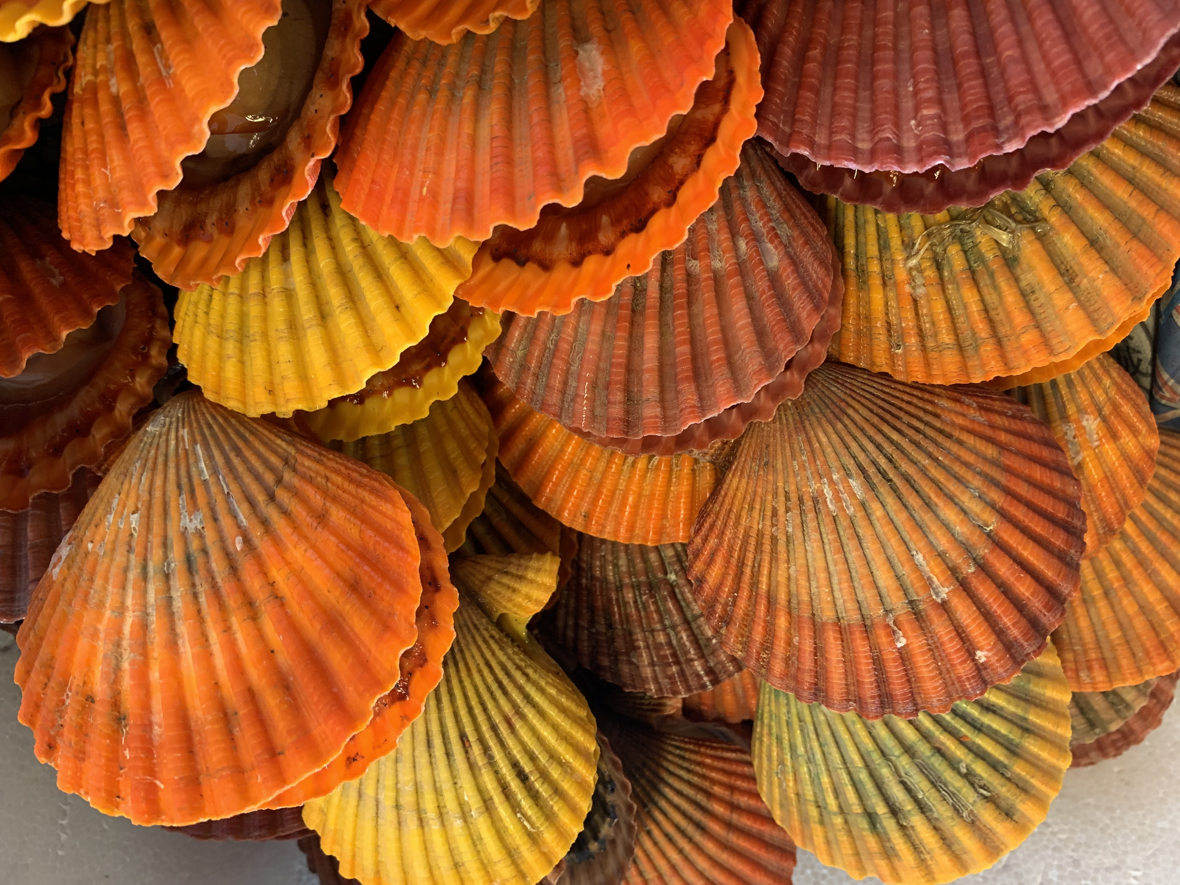 焼鳥しもい今宿店의 대표사진