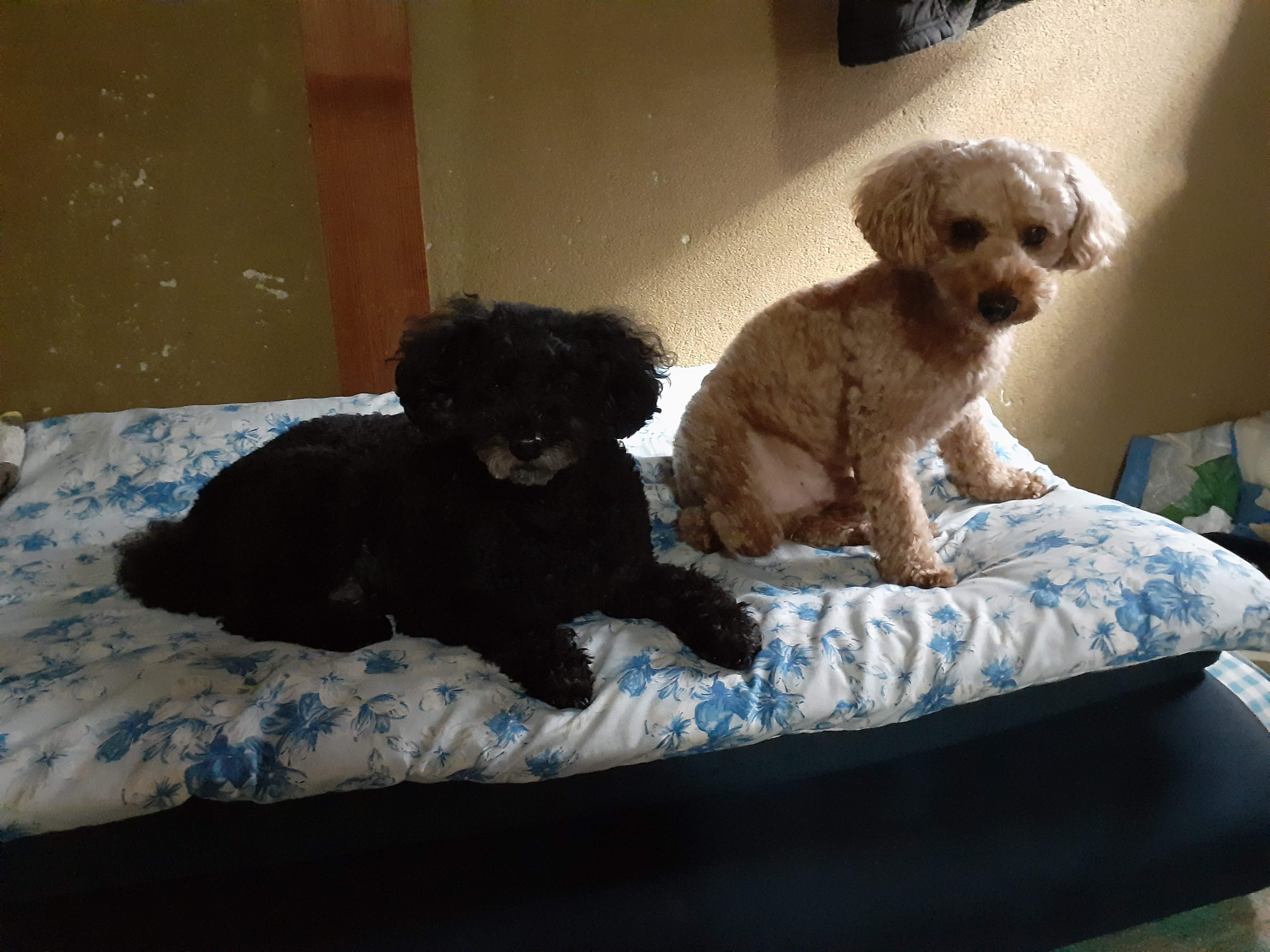 Subaru의 대표사진