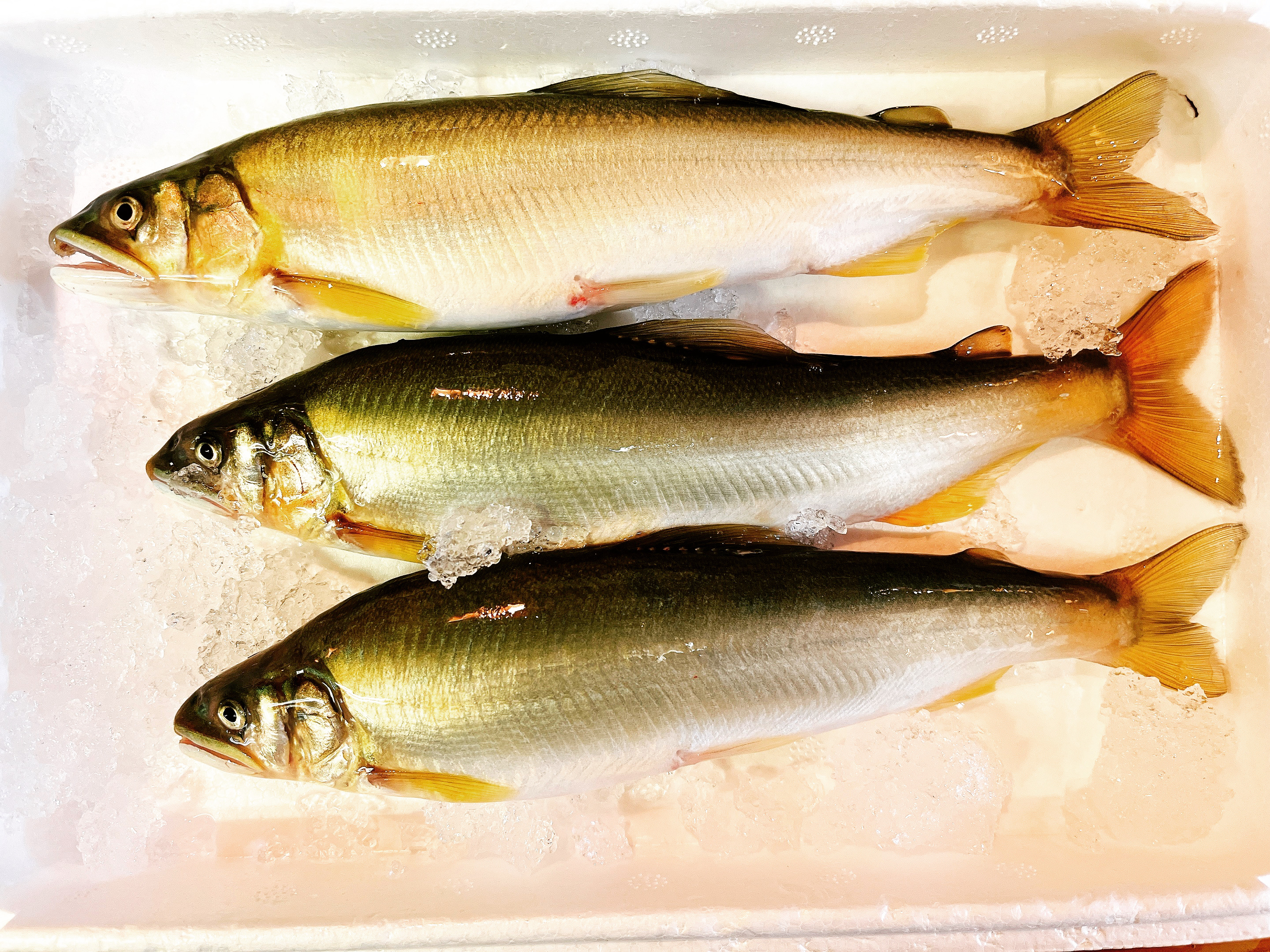 랑쿠jp 음식점-遊膳いさを의 대표이미지