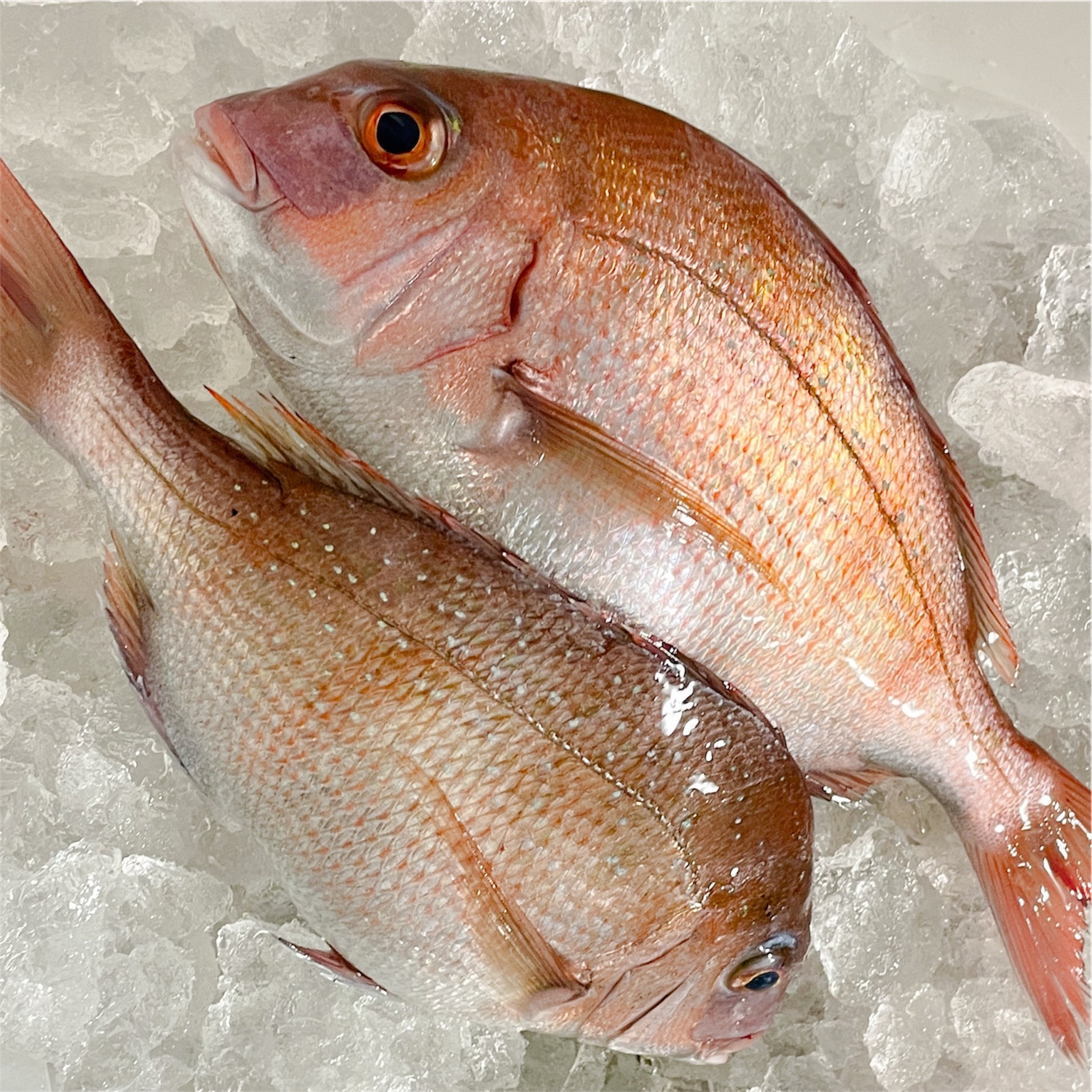 嘉千의 대표사진